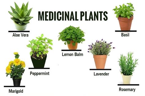 what are herbal plants.